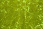 Tissu Panne de Velours Unie Jaune