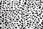 Tissu Popeline de Viscose Imprimé Dalmatien Blanc